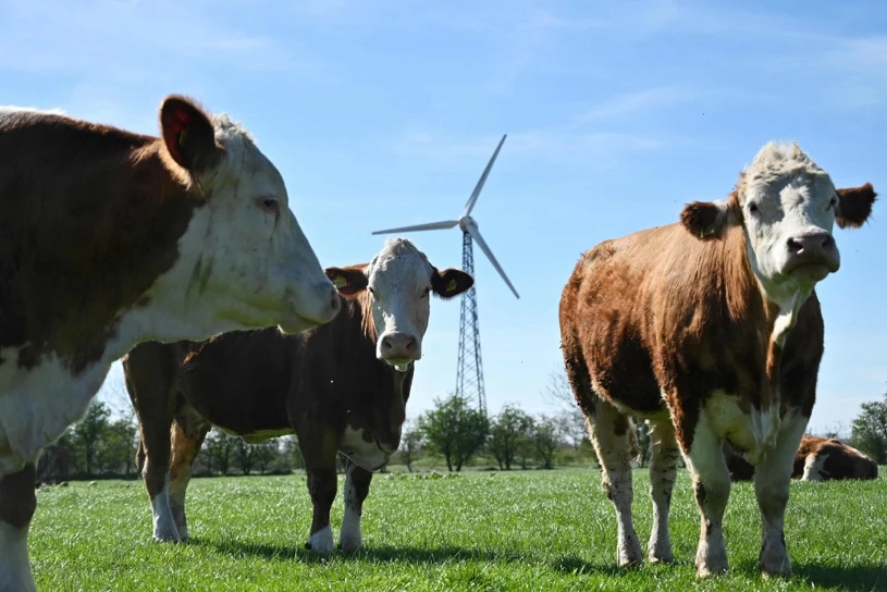 Krowy z Indii sposobem na kryzys energetyczny. "Czarne złoto" zamiast gazu