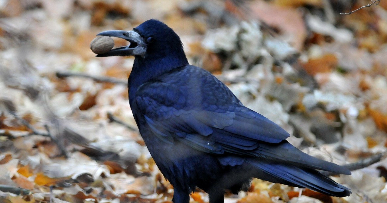 To jedne z najbardziej bystrych ptaków. Jeden gatunek błyskawicznie znika