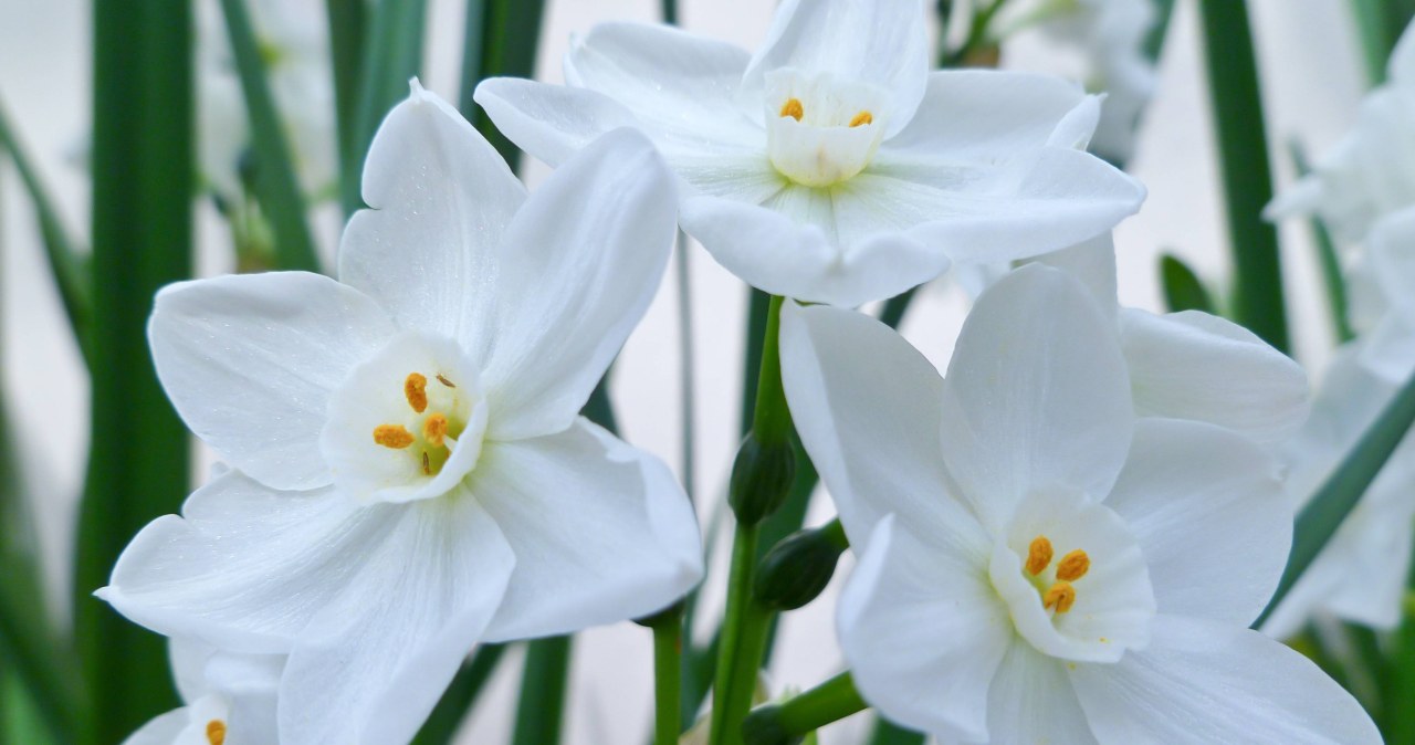 Biały kwiat pięknie ozdobi wnętrze zimą. Do tego pachnie pierniczkami
