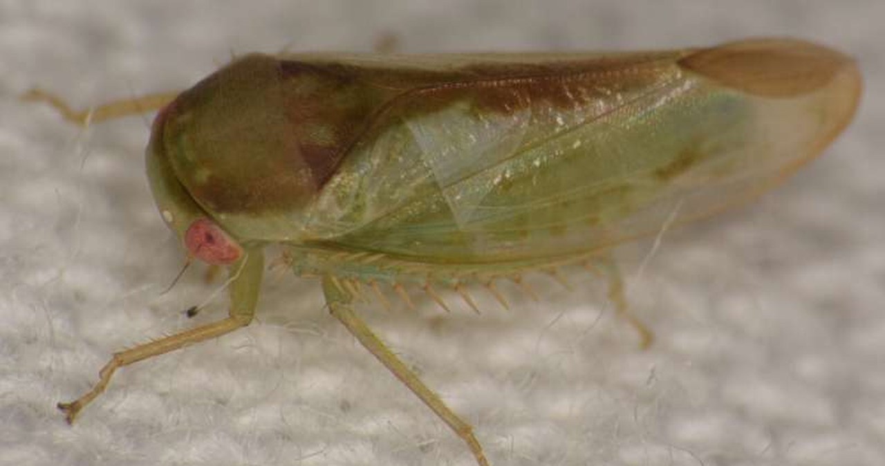 Owady jak żaby. Niesamowite odkrycie kilku gatunków