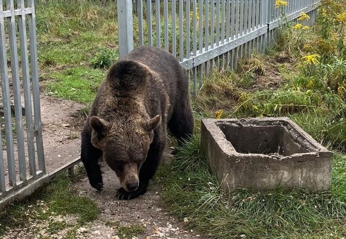 49-latek przetrzymywał... niedźwiedzia brunatnego. Mężczyzna usłyszał zarzuty