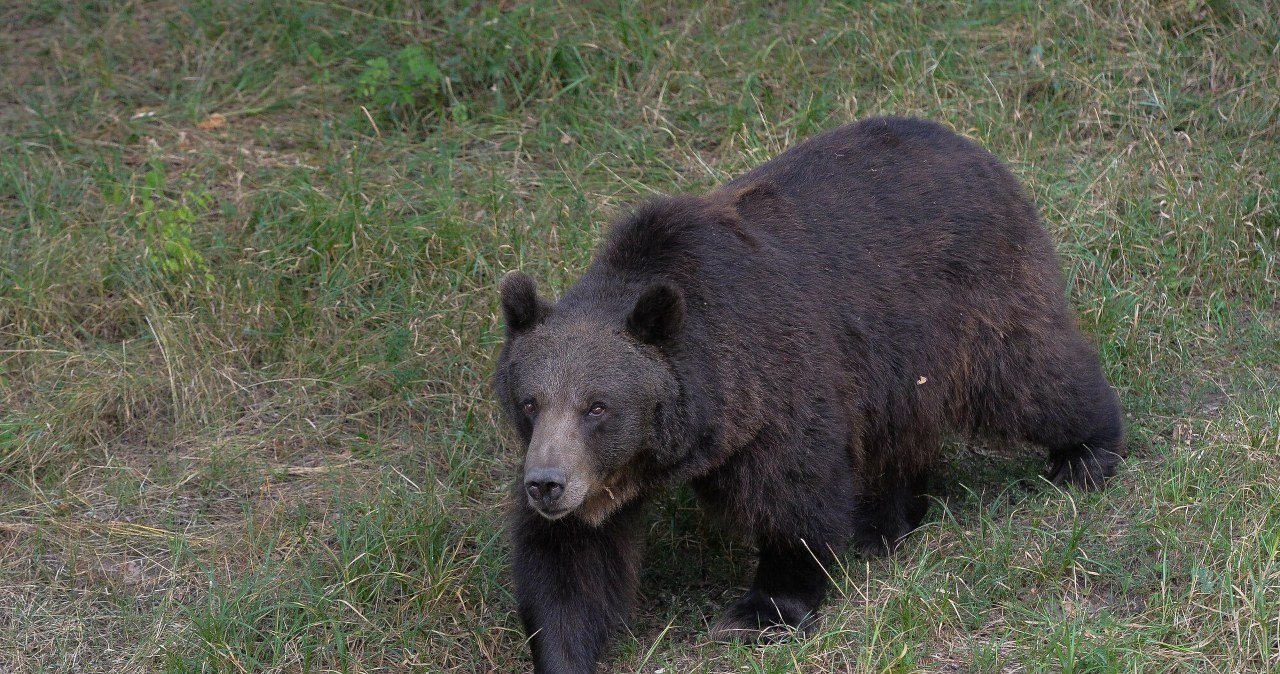 Rok niewolił niedźwiedzicę w złych warunkach. Miał być cyrk, jest zarzut