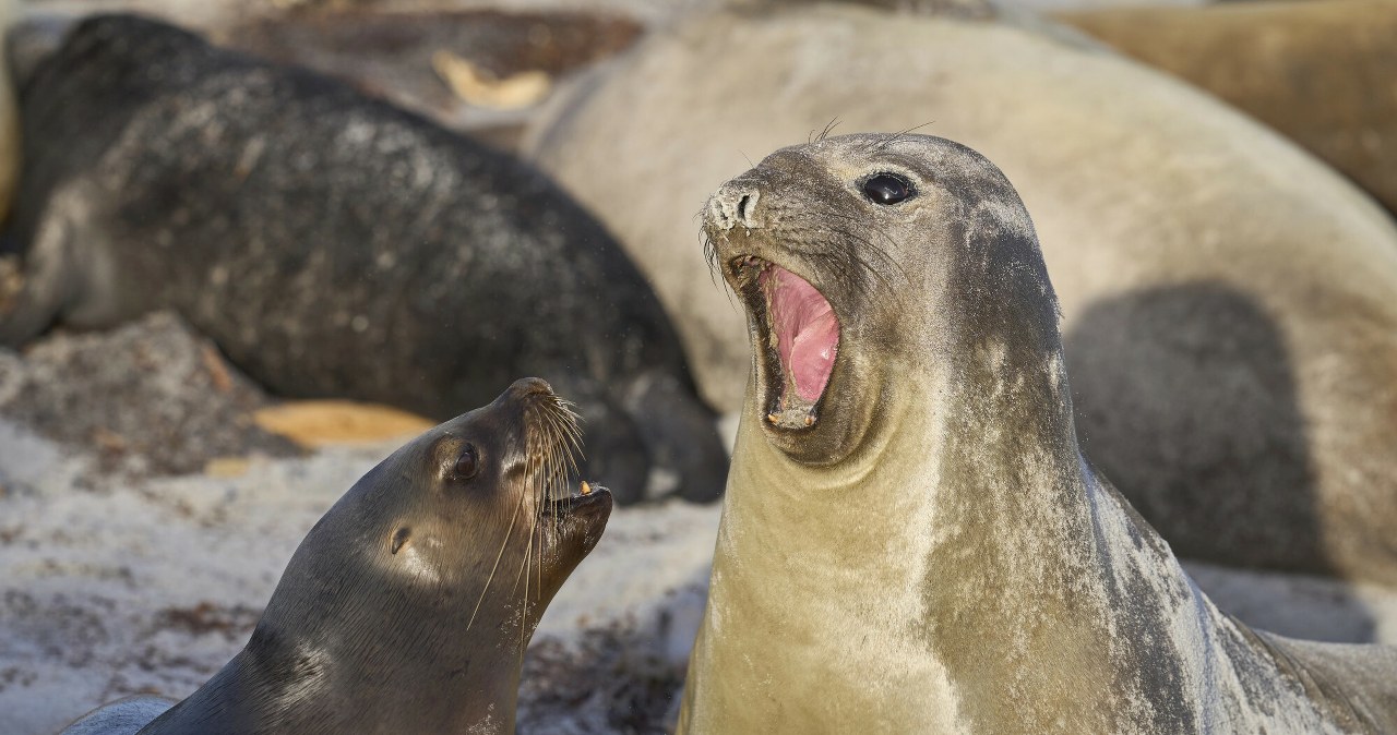 Wirus dotarł na odległą zimną wyspę. Foki mogą nie przetrwać