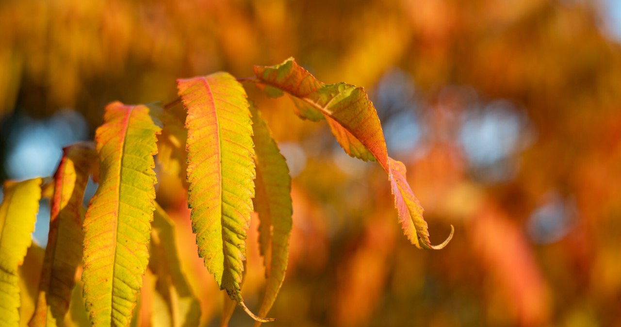 Ekstrakt z liści antidotum na bakterie. Odkrycie Polaków jest rewolucyjne