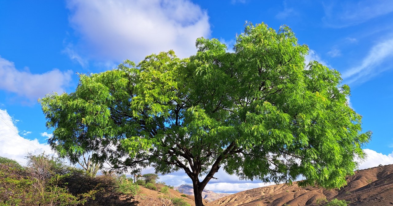 Drzewo kebracza jest ekstremalnie twarde. Aż łamie siekiery