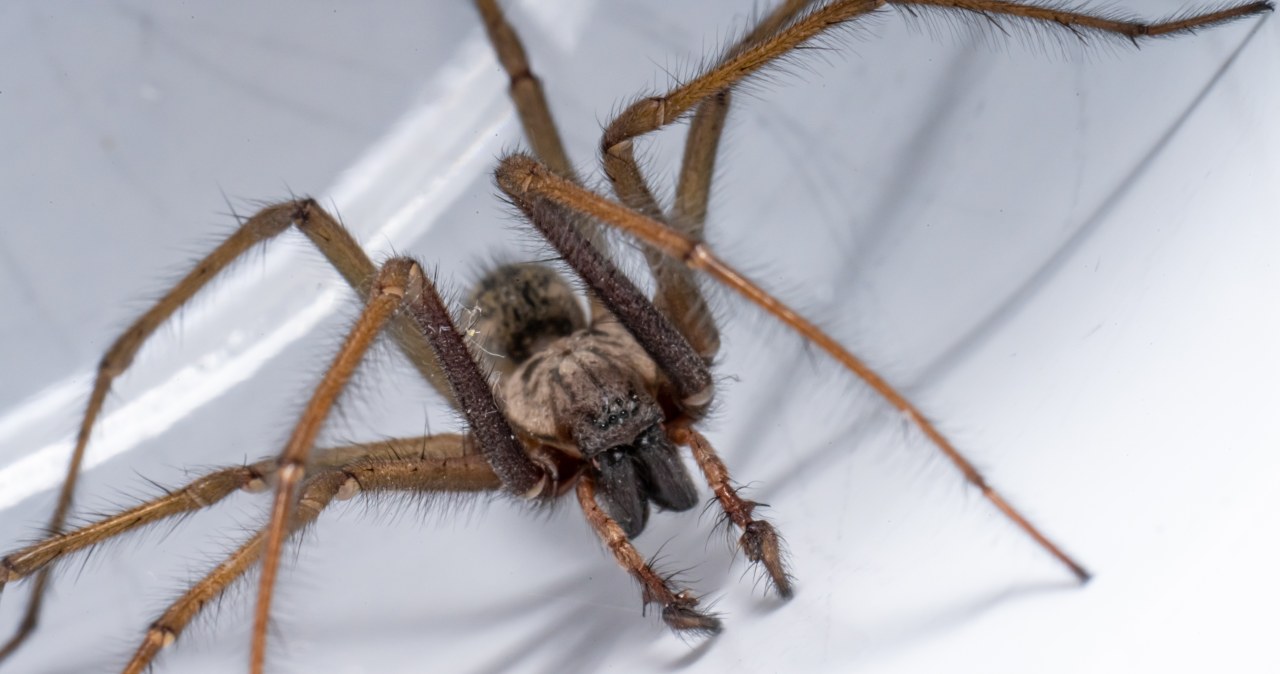 Kątniki to pająki, które nas przerażają. Wchodzą do domów z pomocą