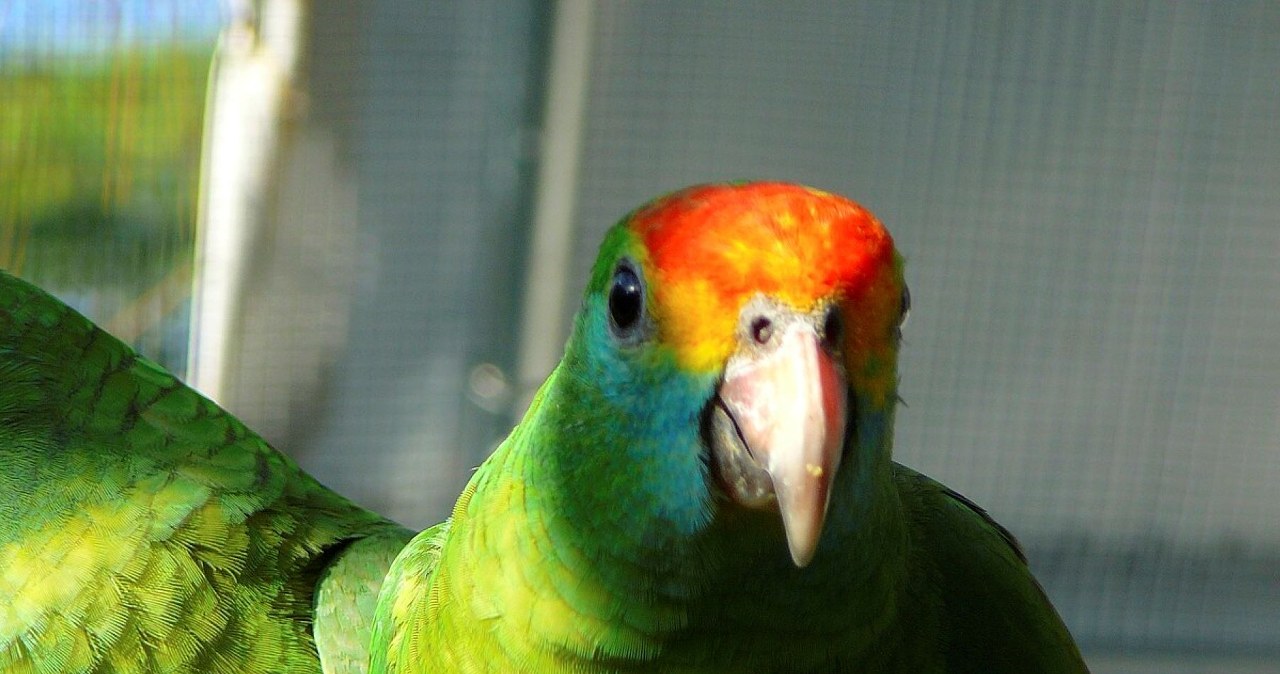 Ekstremalnie rzadka amazonka tęczowa powróciła. To duże wydarzenie