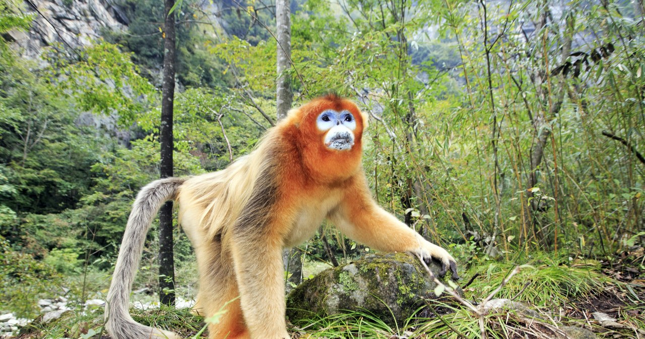 Chiny zmieniają taktykę. Oprócz pand zaczęły też wysyłać złote małpy