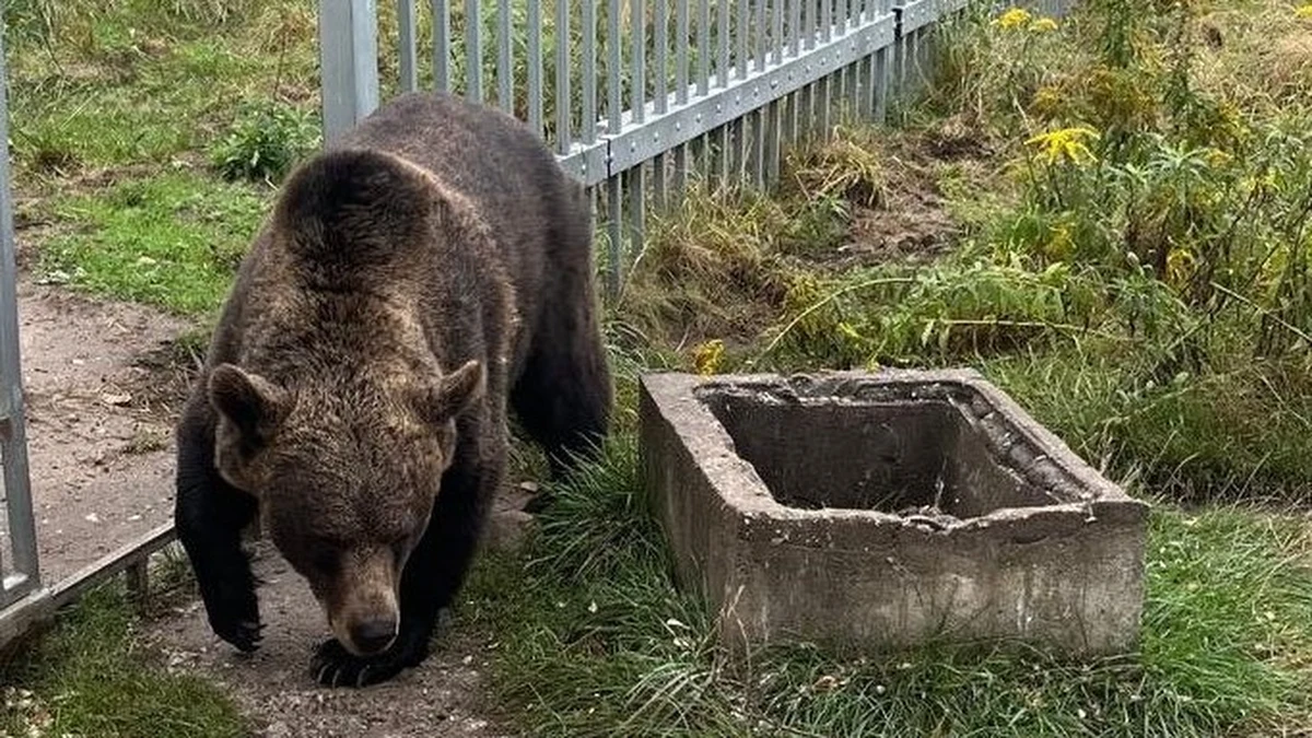 Niedźwiedzica przetrzymywana w jednej z miejscowości pod Częstochową pochodziła z Czech. Do Polski trafiła legalnie. Ma kilkanaście lat - ustalił reporter RMF FM Marcin Buczek. Zwierzę zostało przetransportowane do zoo w Poznaniu, a jego właściciel odpowie teraz za złamanie zakazu posiadania i przetrzymywania niebezpiecznego zwierzęcia.