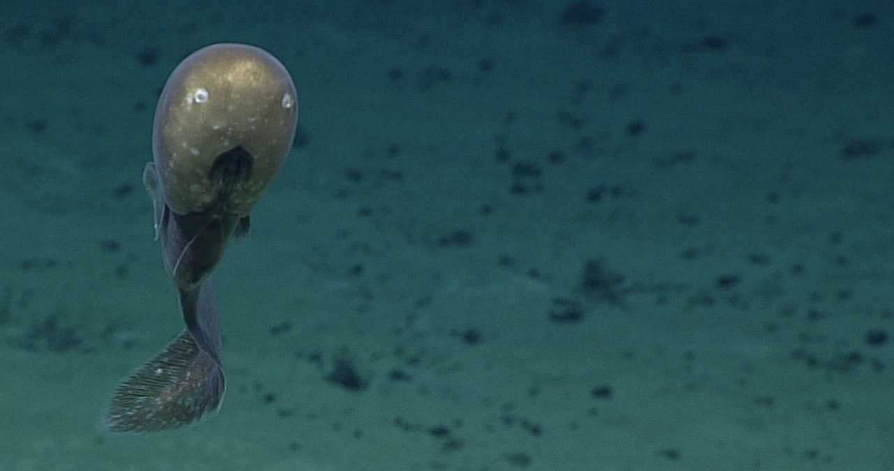 Ryba głębinowa Typhlonus nasus odnaleziona. Zaskakujące odkrycie
