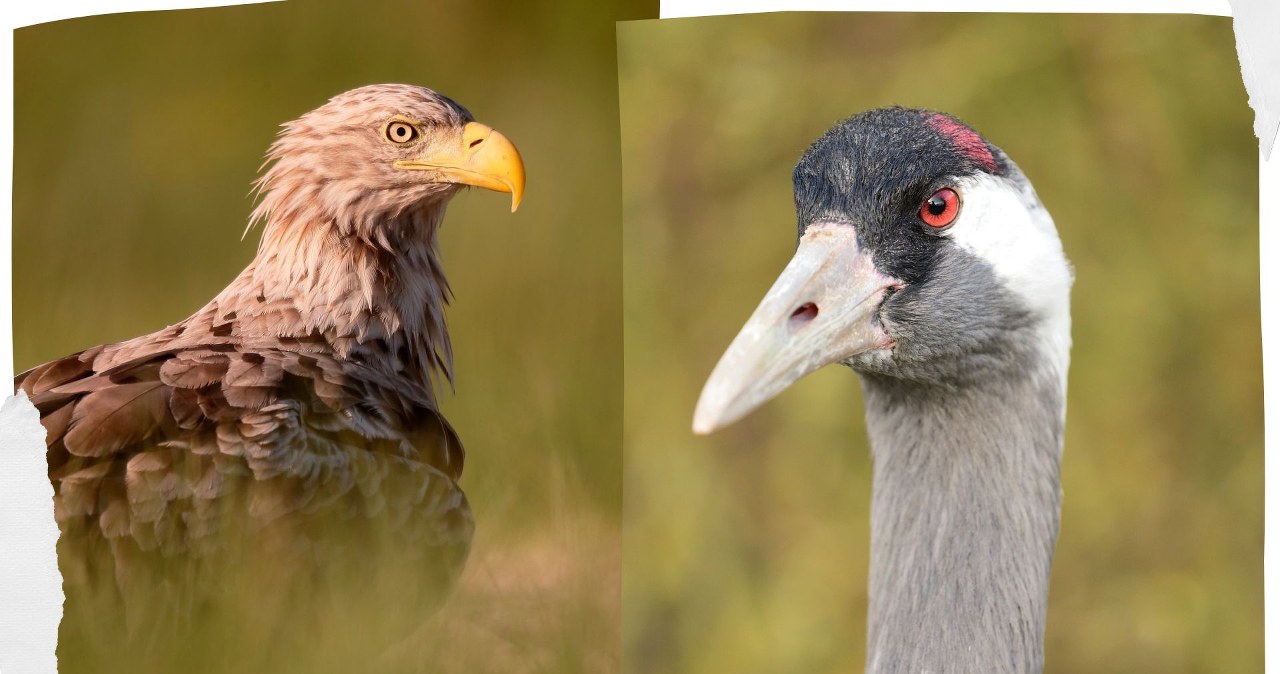 Do europejskiego kraju wracają piękne ptaki. Nie było ich tam od lat