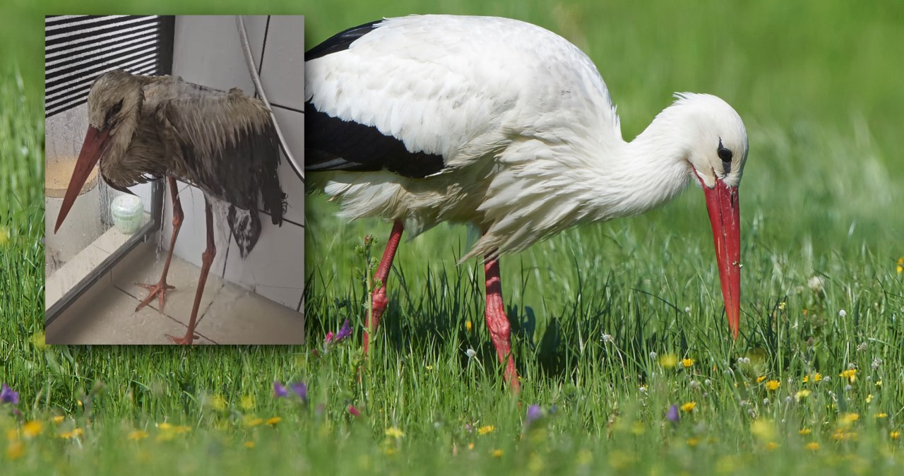 Był oblepiony dziwną substancją. Przejechali 300 km, aby ratować bociana