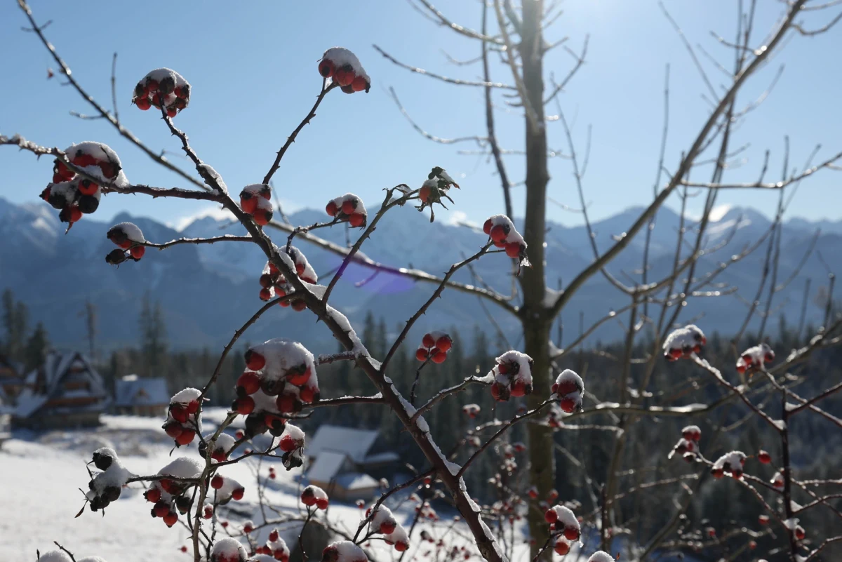 Warunki do uprawiania turystyki w Tatrach są bardzo trudne- ostrzega Tatrzański Park Narodowy. Na szlakach zalega świeży śnieg i występują oblodzenia, w wielu miejscach jest ślisko, a część tras w wyższych partiach gór jest nieprzetarta i słabo widoczna. Niski pułap chmur dodatkowo utrudnia orientację w terenie. Służby apelują, by przed wyjściem w góry dokładnie sprawdzić aktualne komunikaty i prognozy pogody. 