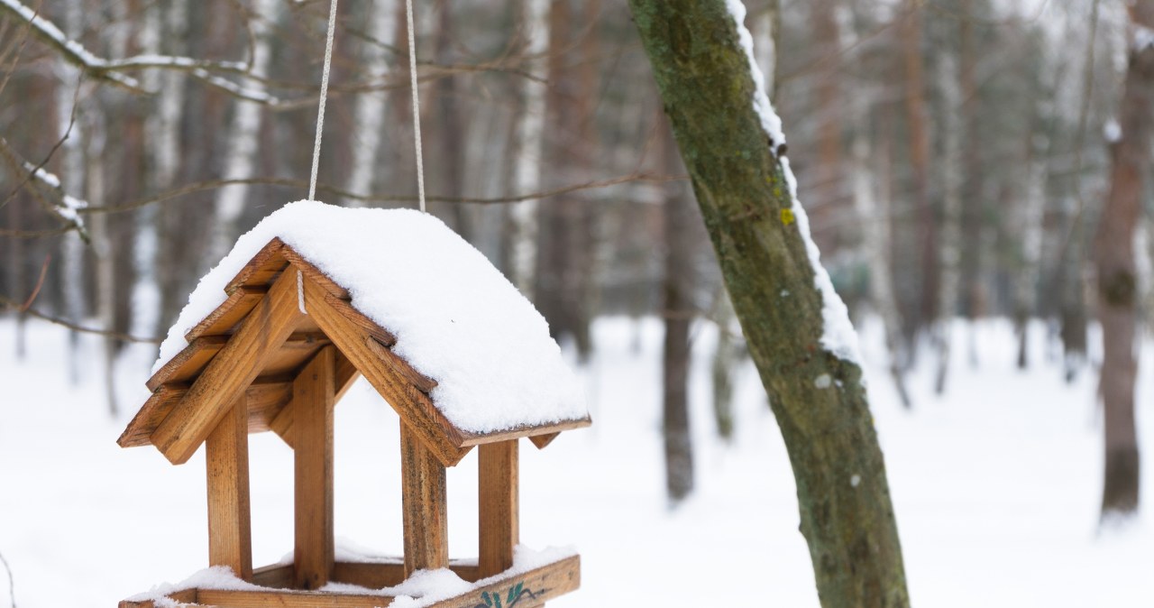 Ptaki nie chcą przylatywać do karmnika? Wiemy, co jest powodem