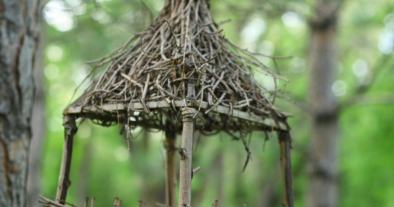 Szybki karmnik z gałązek brzozy. Tani i ekologiczny