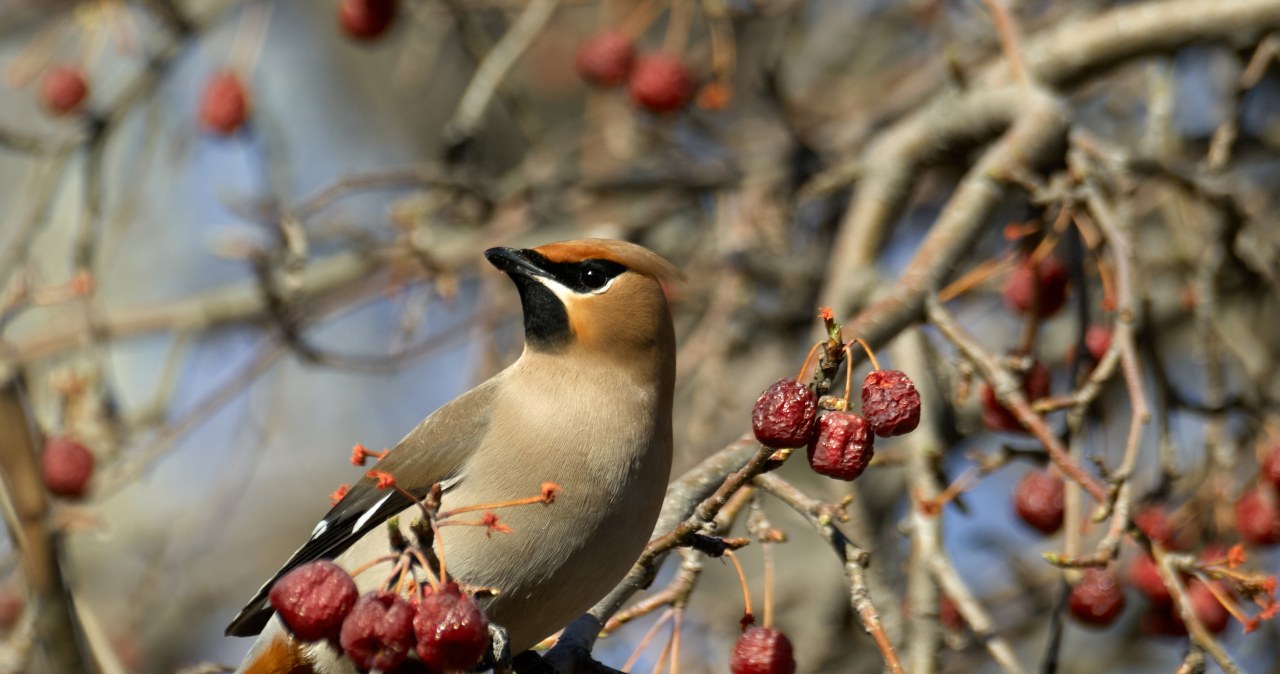 Zrób jedną rzecz, a karmnik zamieni się w miejsce pełne barwnych gości