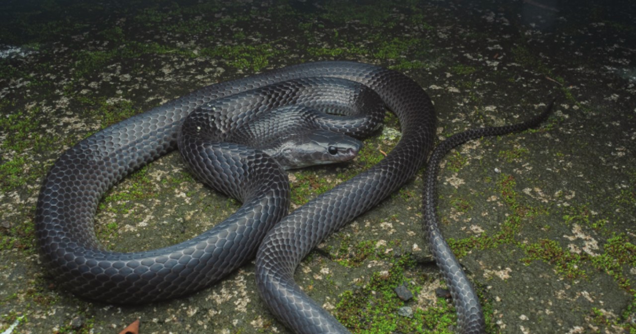 Wąż z tropikalnej wyspy został nazwany na cześć „Łowcy Krokodyli” Wąż z tropikalnej wyspy został nazwany na cześć „Łowcy Krokodyli”
