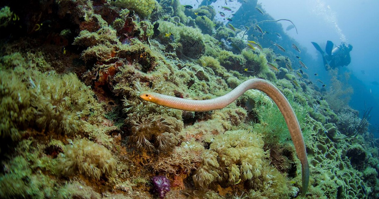 W czołówce najbardziej jadowitych węży są te, które można spotkać w kąpieli W czołówce najbardziej jadowitych węży są te, które można spotkać w kąpieli