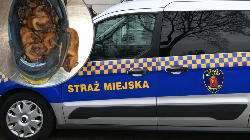 Nietypowe odkrycie właściciela butów. Dzikie ssaki uwiły sobie gniazdo