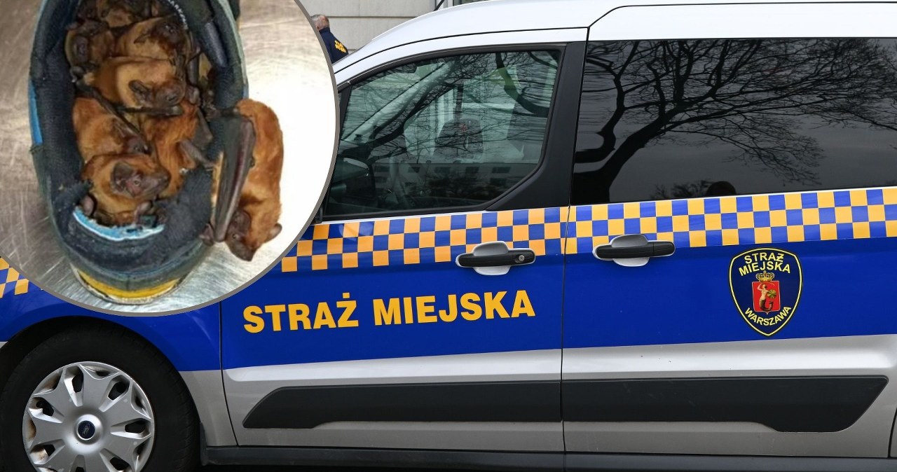 Nietypowe odkrycie właściciela butów. Dzikie ssaki uwiły sobie gniazdo