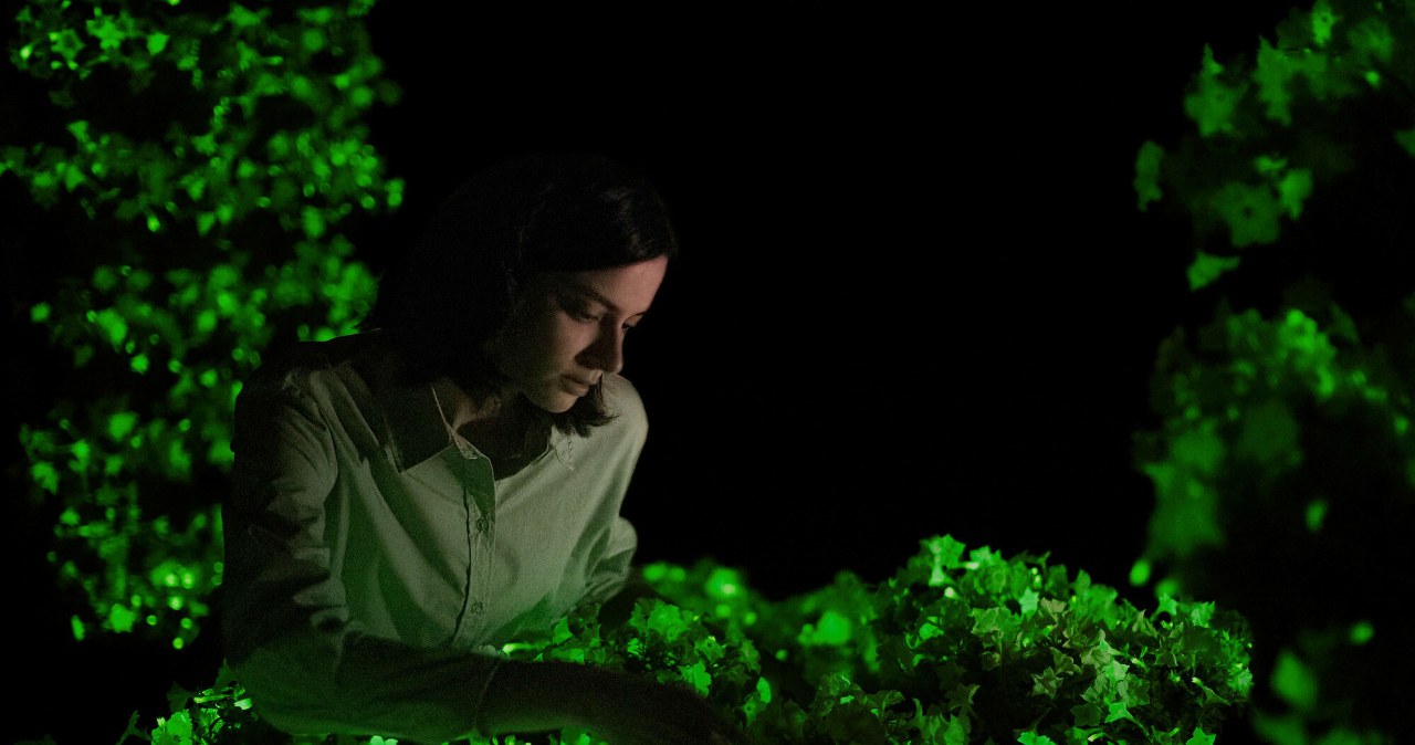 Ta roślina świeci w ciemności. Do tego pięknie kwitnie i jest łatwa w uprawie