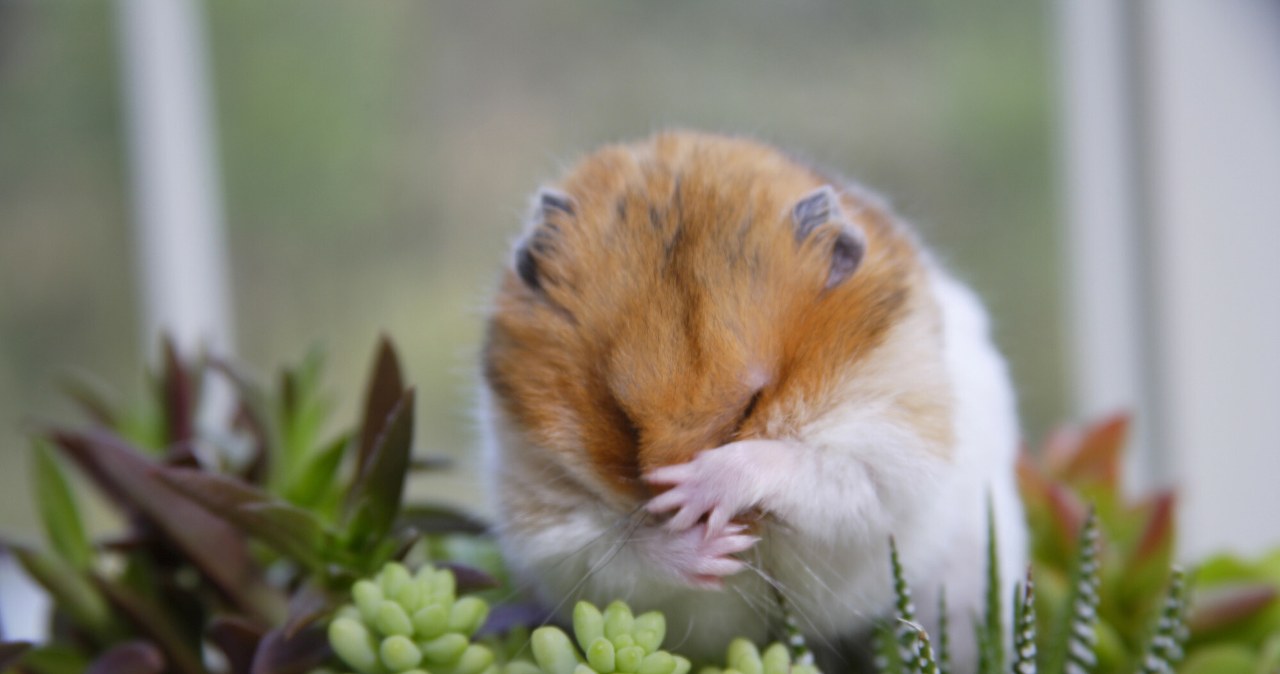 Robią salta i kręcą się bez końca. Te zwierzęta wcale się nie bawią