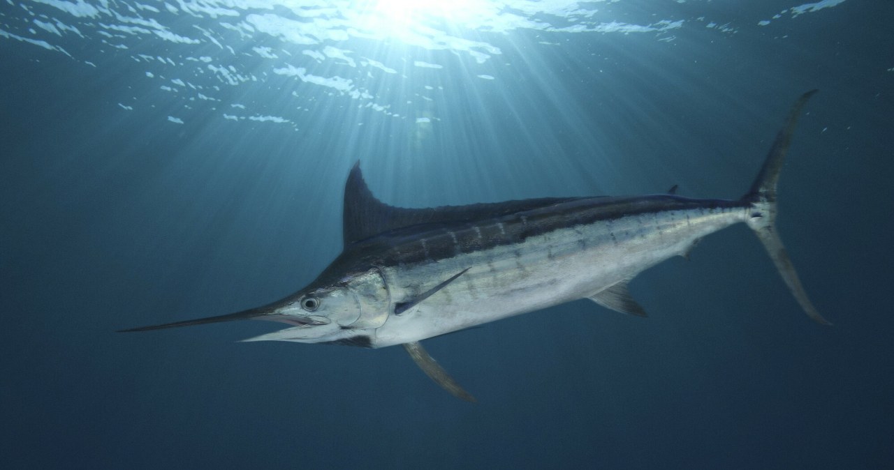 Przerażające znalezisko w Niemczech. Zjadał i jednocześnie był zjadany