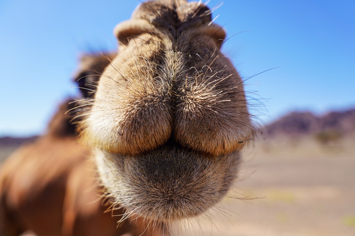 Całujemy się od 21 milionów lat. To nie tylko ludzka domena