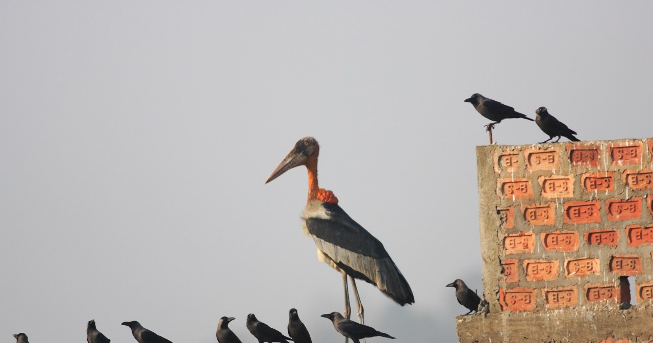 Marabut indyjski wypuszczony w Kambodży. To ogromne bociany