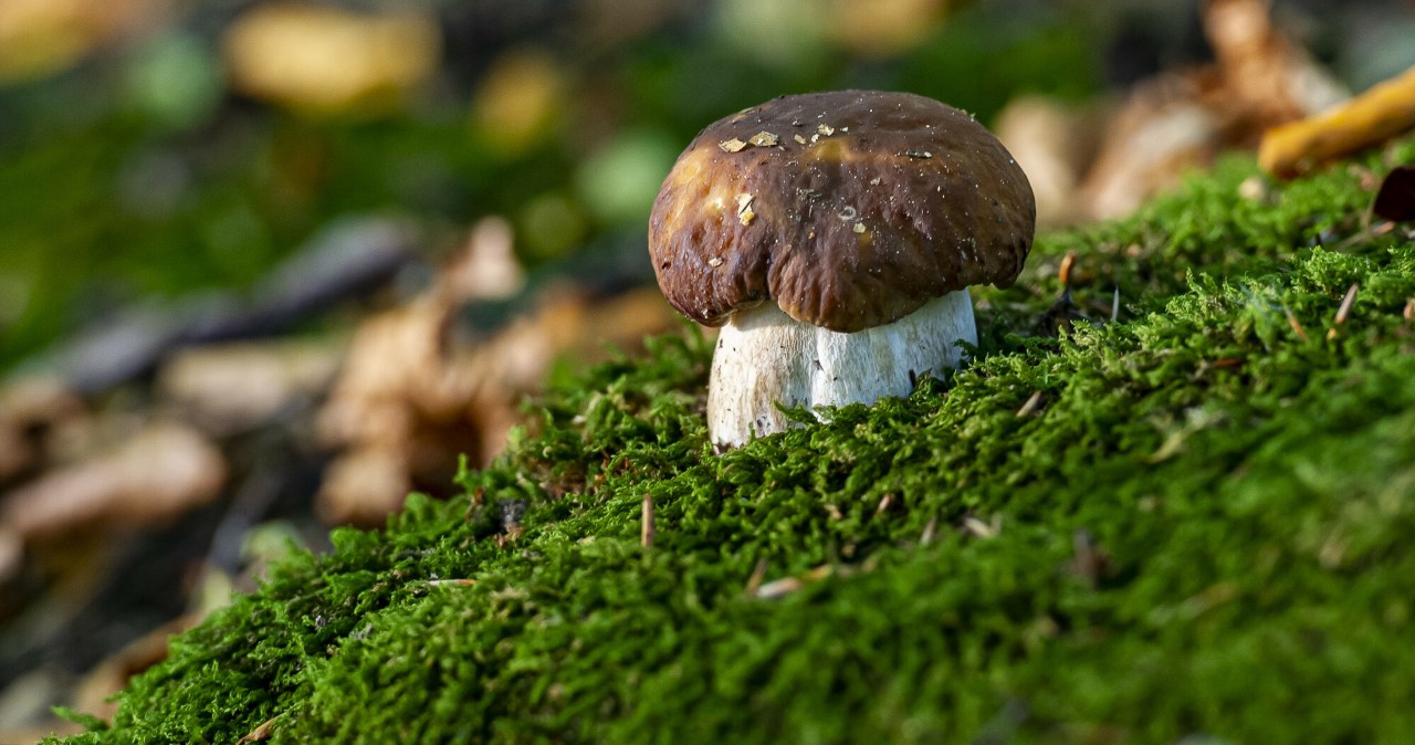 Mech jak świadek. Pomaga odtworzyć przebieg zbrodni