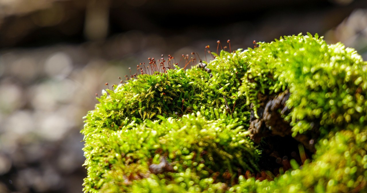 Przestępstwo na cmentarzu. Oskarżonych pogrążył... kawałek mchu