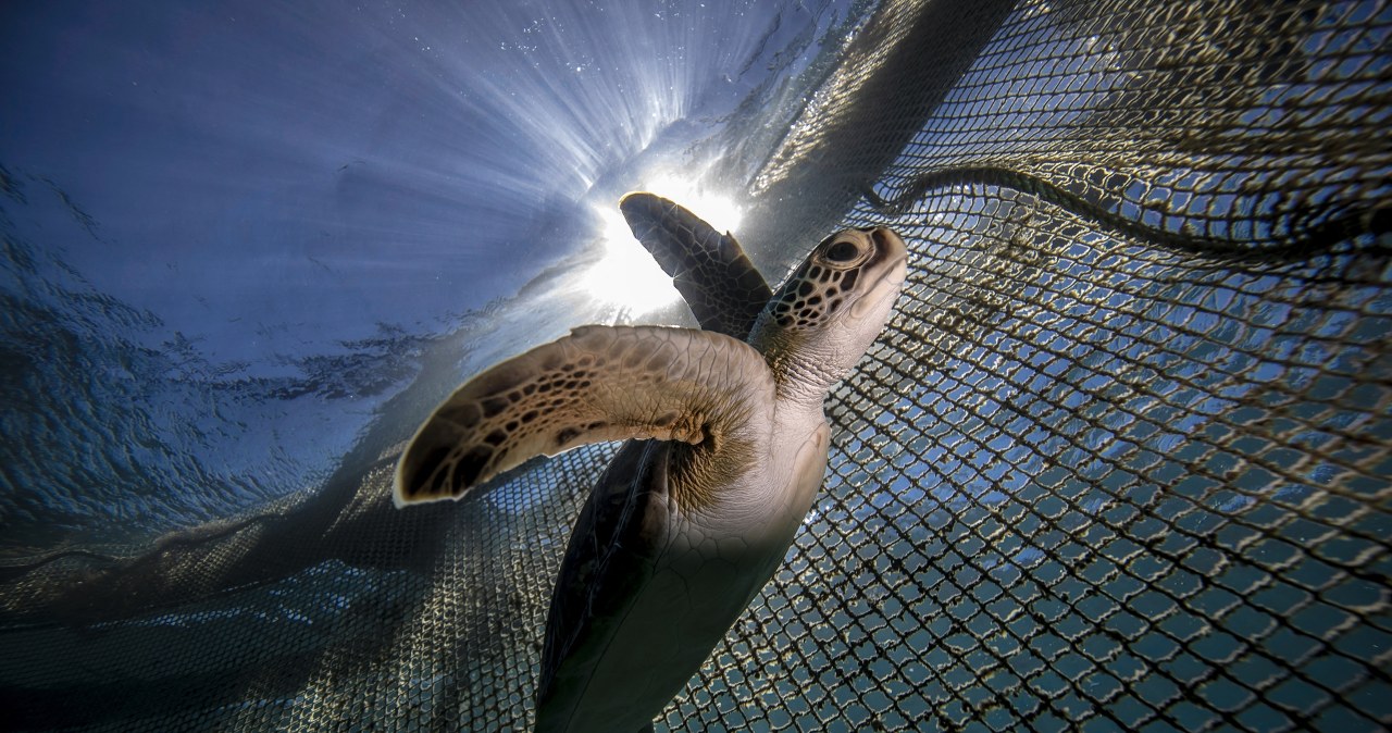 Myliliśmy się co do plastiku. Wystarczy niewiele, by skończyło się śmiercią