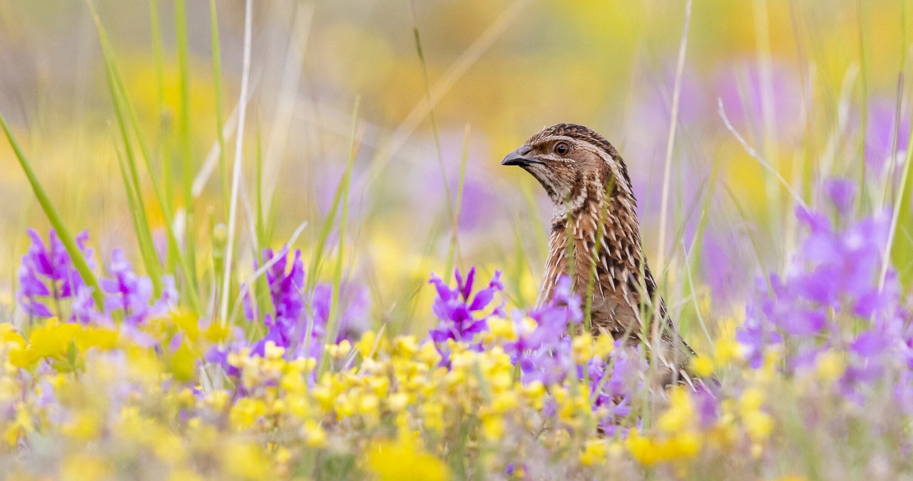Przepiórka okazała się rekordzistką. Pokonała 2 tys. kilometrów