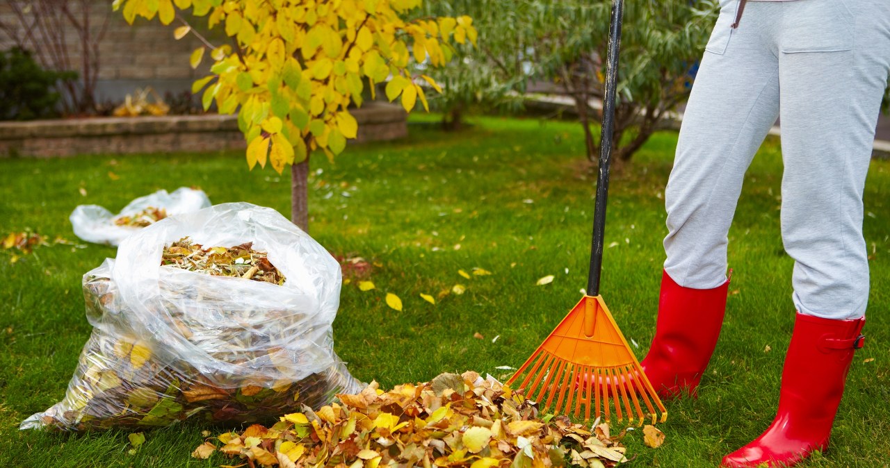 Wrzuć liście do worka. W przyszłym roku otrzymasz darmowy nawóz