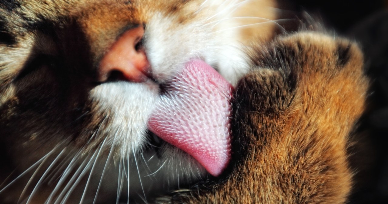 Kot zaczął wykazywać to zachowanie w domu? Nigdy go nie ignoruj