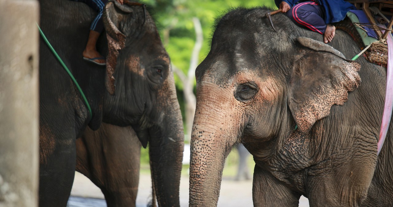 Święte czy wyzyskiwane. Presja na łagodne olbrzymy się zwiększa