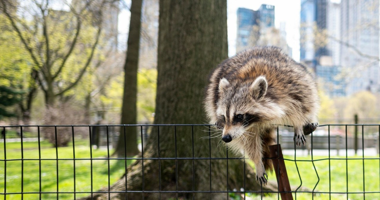 Szopy nie odczepią się już od człowieka. Jest coś, co zmieniło je na dobre