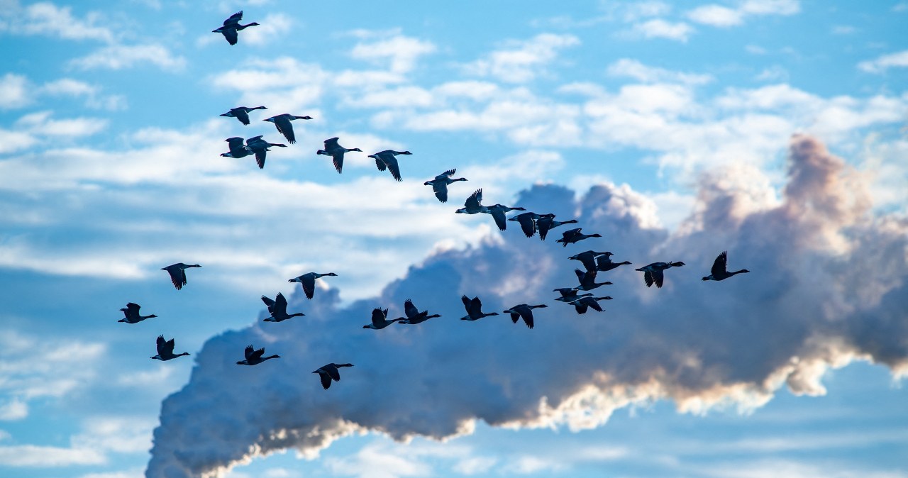 Świat wciąż pędzi na ropie i gazie. Upadają "absurdalne scenariusze"