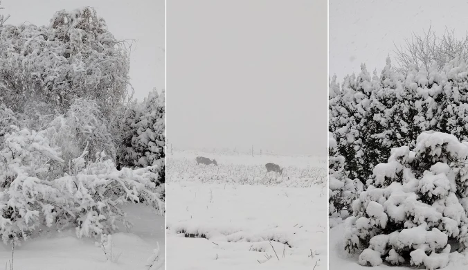 Śnieżyce na południu tworzą nowy problem. Zwiększono stopień zagrożenia
