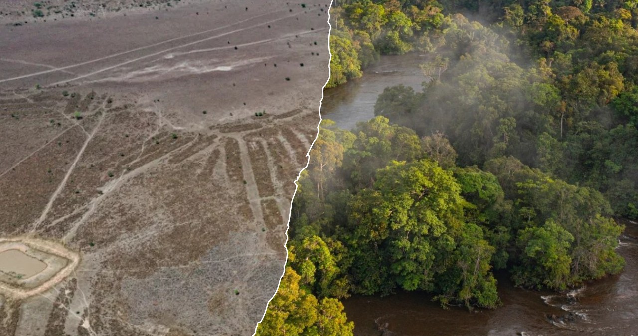 Odkrycie w Amazonii. Naukowcy zidentyfikowali ogromne struktury