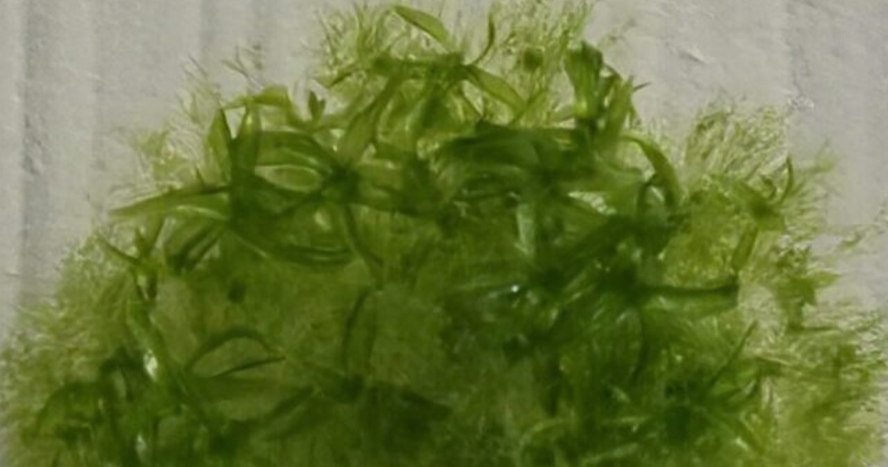 Mech pionierem kosmicznym. Ziemska roślina z potencjałem terraformacyjnym