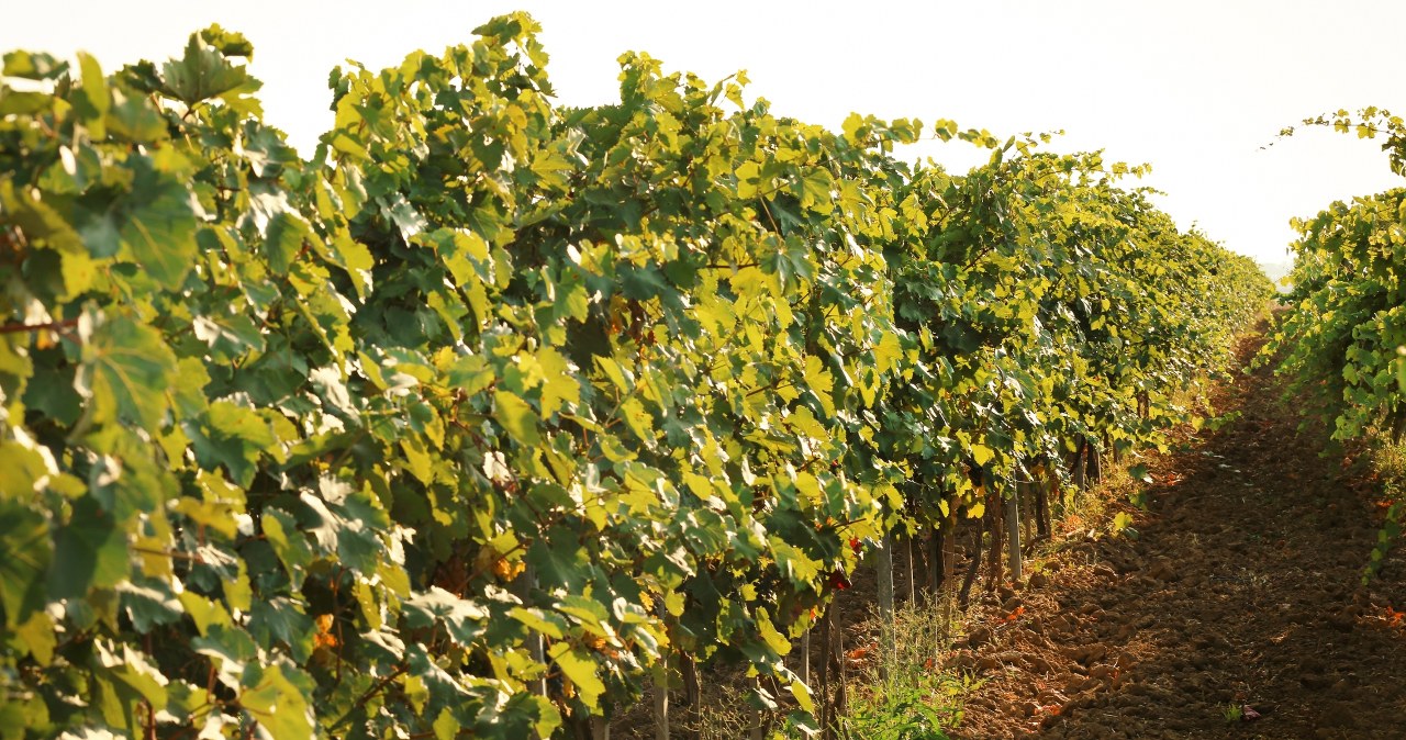 Nowa moda nabiera rozpędu. To nie kaprys, można liczyć na zyski