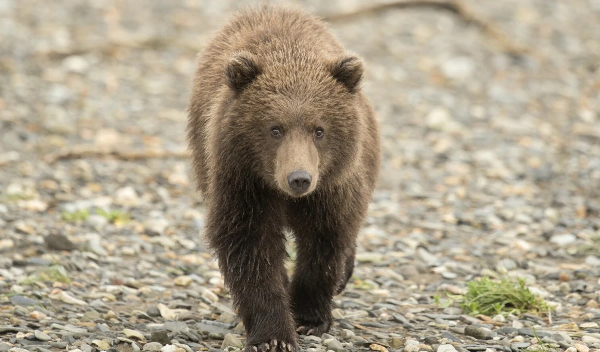 ​Niedźwiedź grizzly zaatakował wycieczkę szkolną na szlaku turystycznym w kanadyjskim miasteczku Bella Coola. Do zdarzenia doszło w czwartek po południu. W wyniku ataku 11 osób zostało rannych, dwie są w stanie krytycznym.
