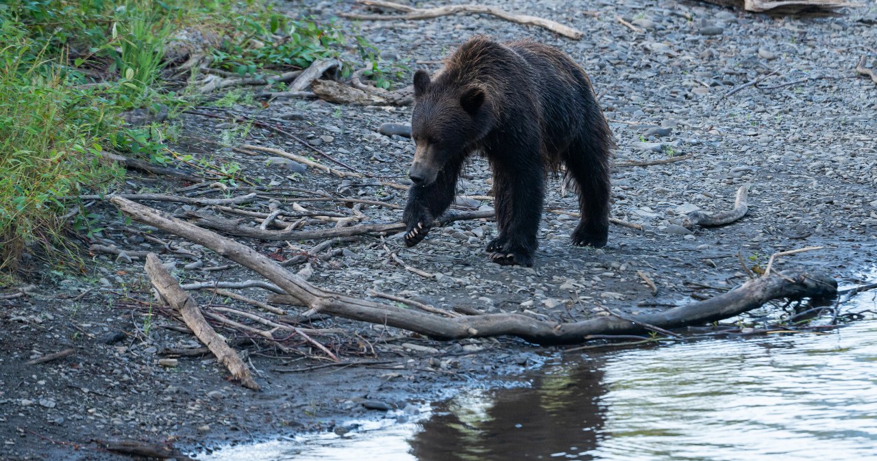 Kanada: Niedźwiedź grizzly zaatakował szkolną wycieczkę na szlaku