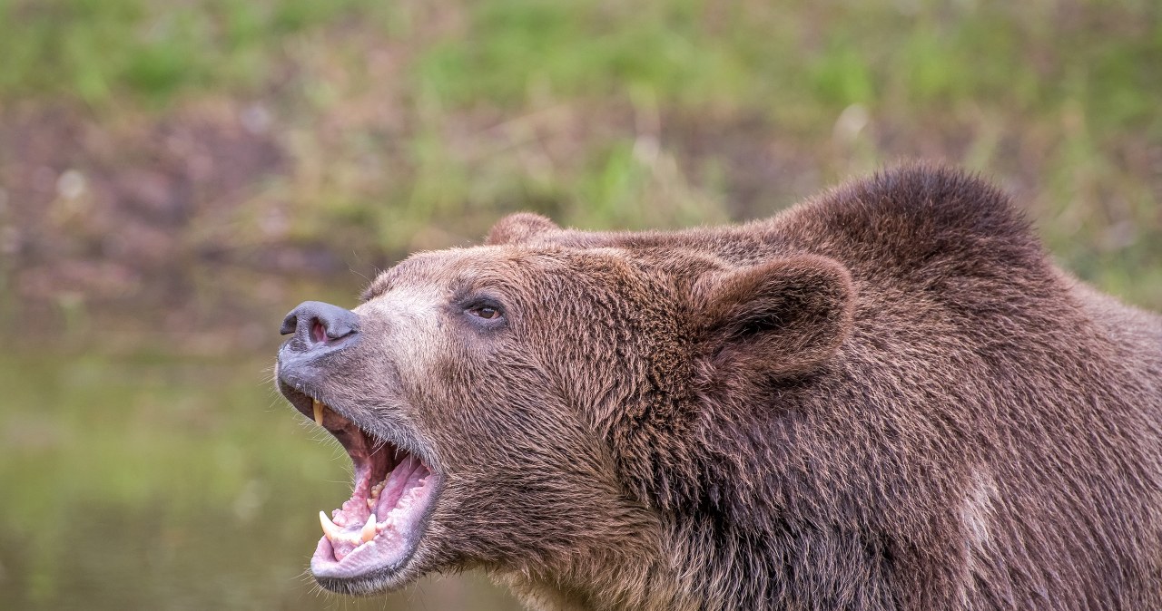 Niedźwiedź zaatakował szkolną wycieczkę. Dramatyczne sceny