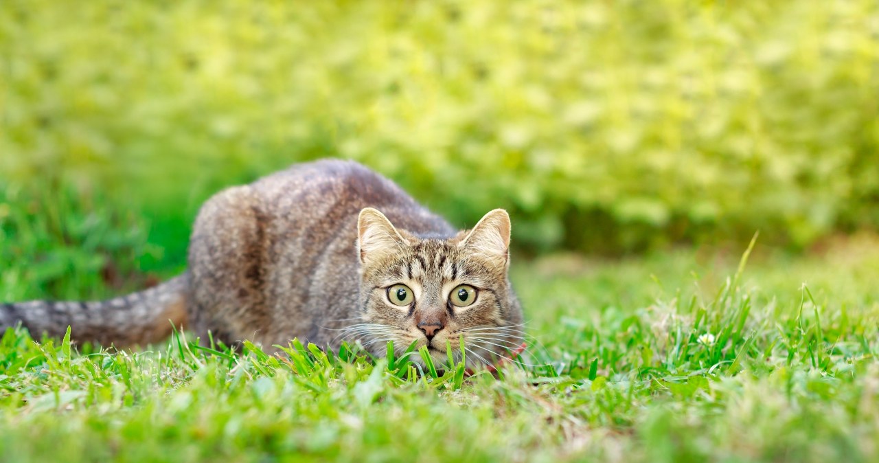 Nowe badania na temat wypuszczanych kotów. Odkrycie dzięki social mediom