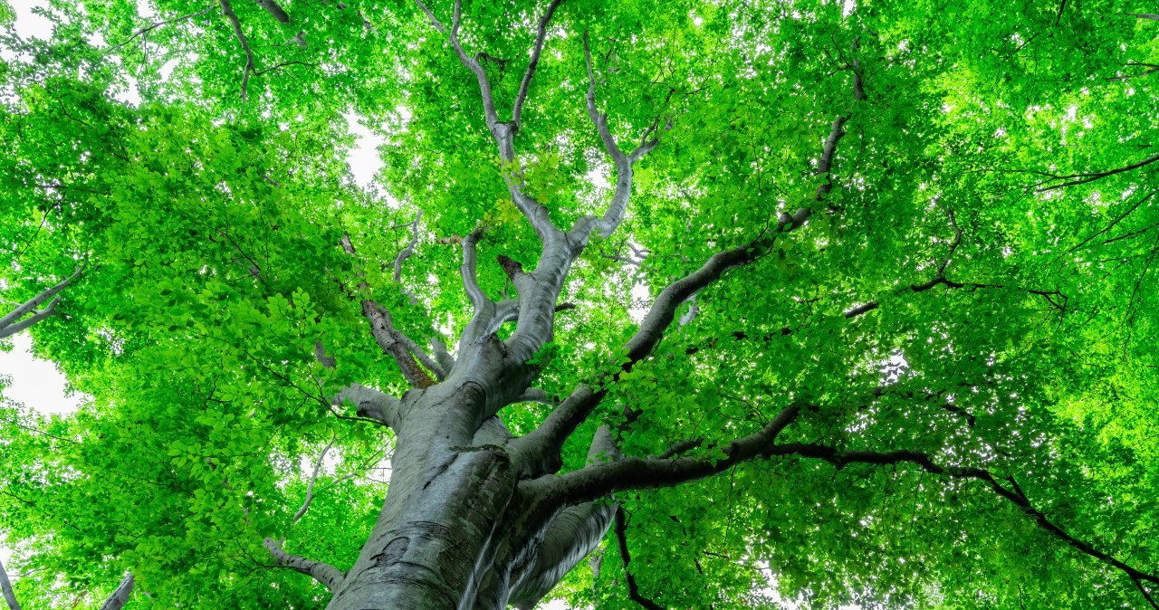 Drzewa do nas mówią. Polacy nauczyli się, jak ich posłuchać