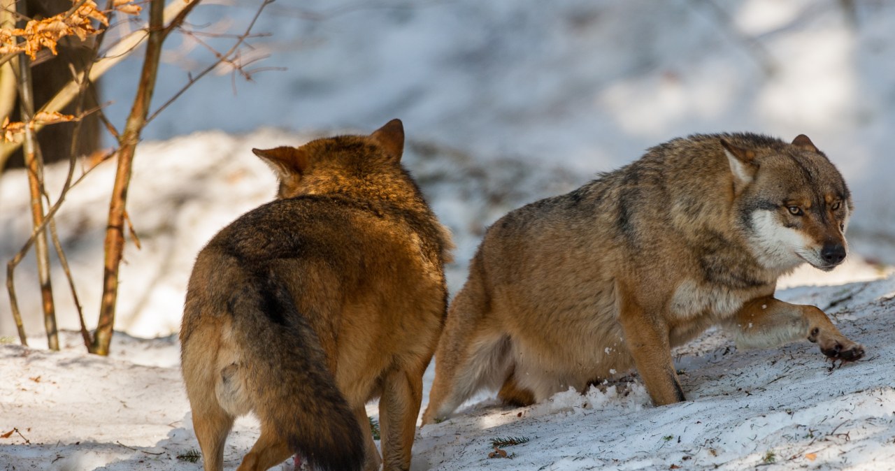 Wilki mają coś, czego boją się najbardziej. Od razu uciekają