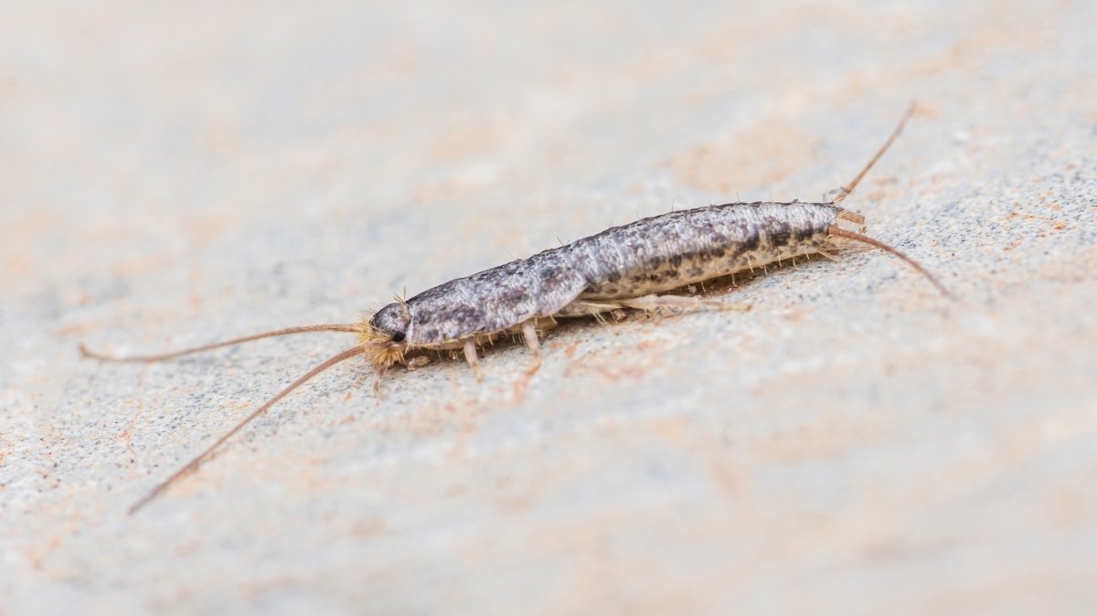 Są starsze od dinozaurów. I mieszkają w naszych łazienkach!