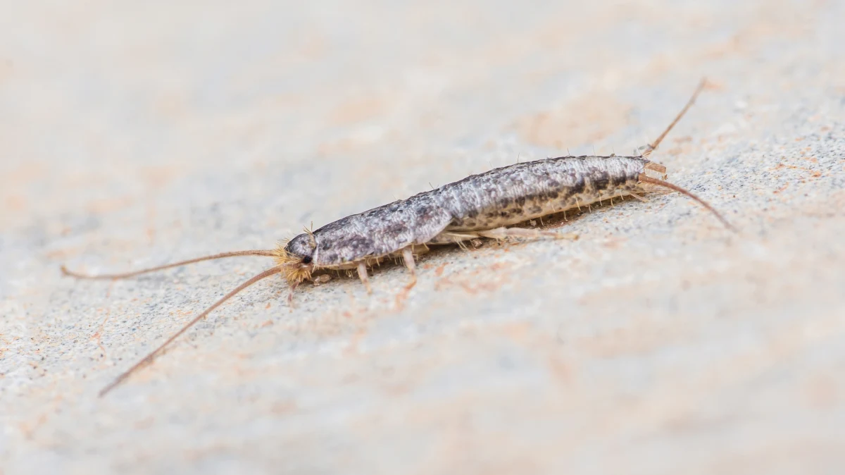 Choć wielu z nas traktuje je jak niechcianych lokatorów, rybiki cukrowe – znane także jako srebrzyki – to prawdziwi rekordziści długowieczności na Ziemi. Jak podkreśla prof. Stanisław Ignatowicz, entomolog ze Szkoły Głównej Gospodarstwa Wiejskiego, te niepozorne owady pojawiły się na naszej planecie znacznie wcześniej niż dinozaury!